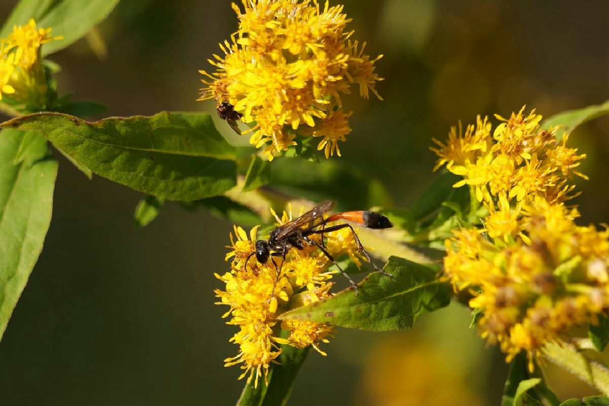 13 anni di battaglie per la scienza, ecco il fiore che ora riemerge dal passato