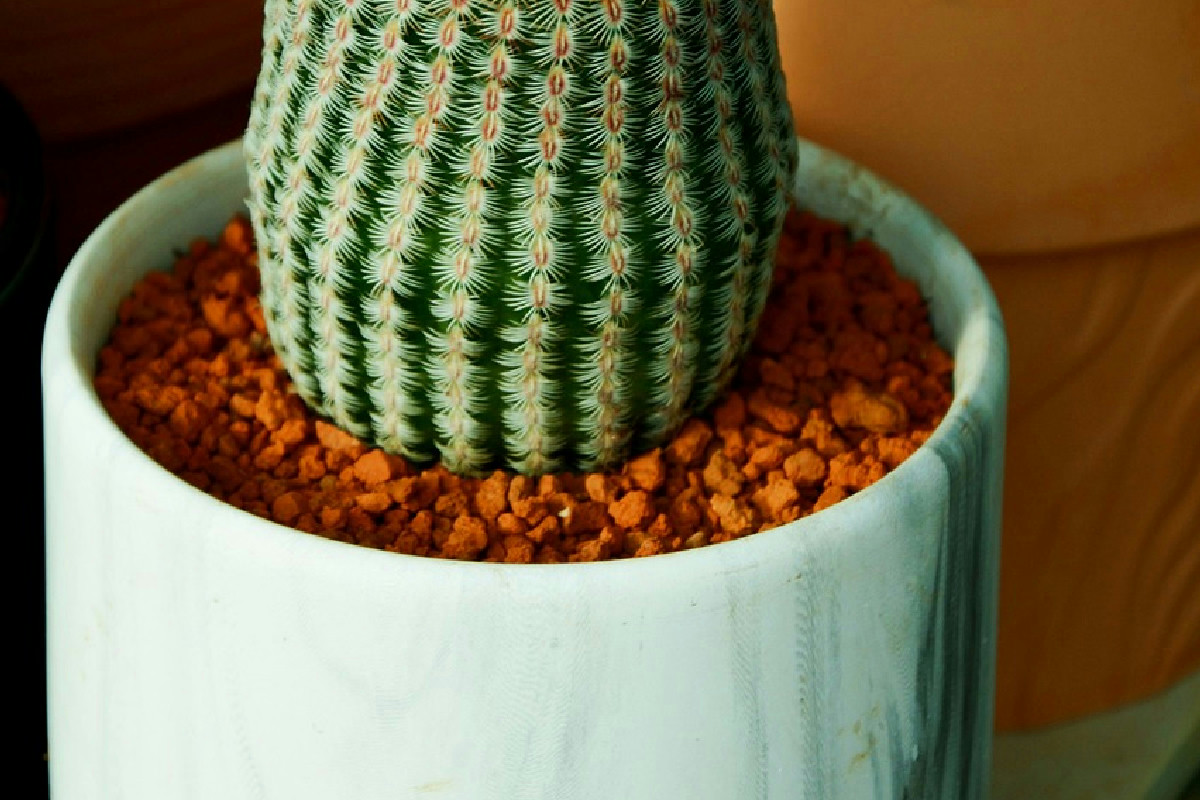 Casa fresca d’inverno: piante da interno che riducono i costi del riscaldamento domestico