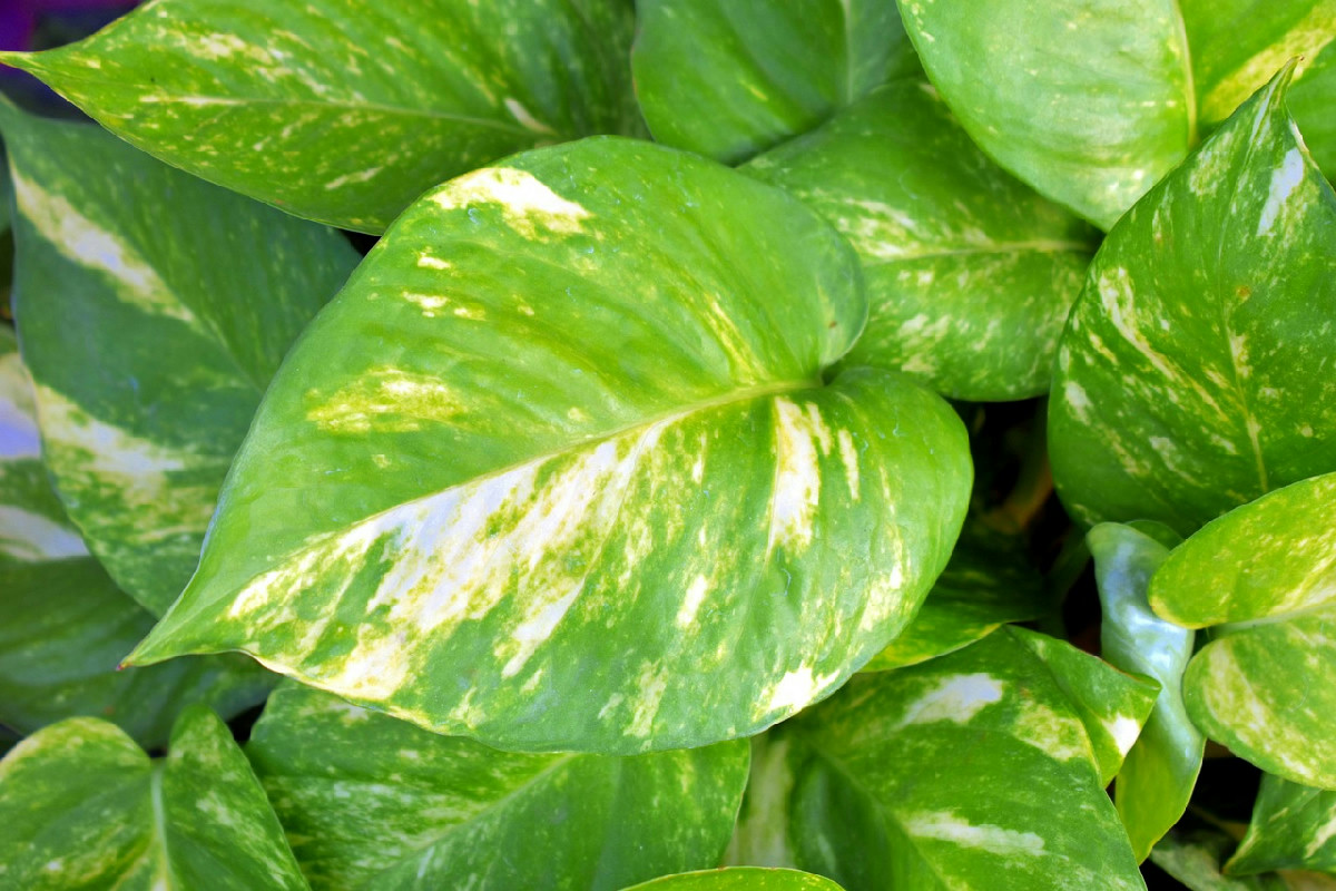 L’angolo ideale per il pothos in casa che favorisce foglie rigogliose e una crescita intensa