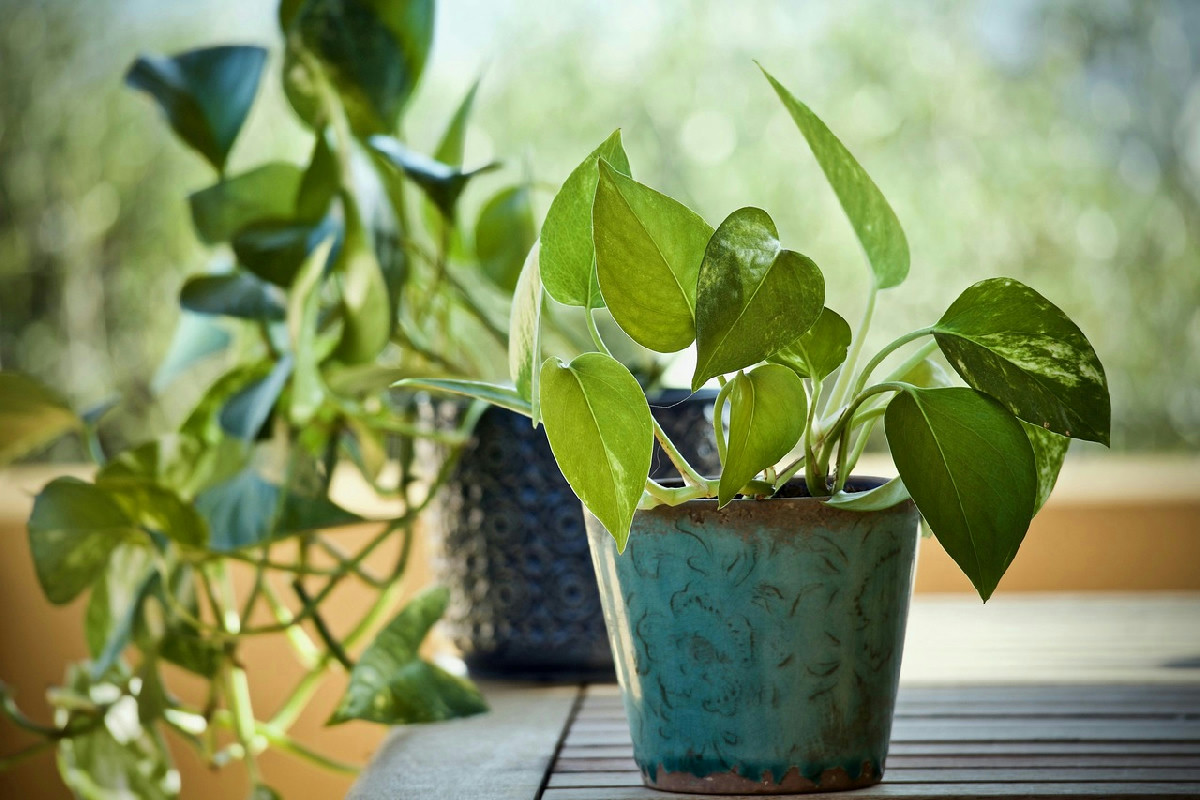 L’angolo ideale per il pothos in casa che favorisce foglie rigogliose e una crescita intensa