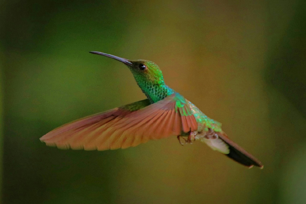 L’impatto umano sull’evoluzione dei colibrì: come il cambiamento del becco sta modificando queste creature alate