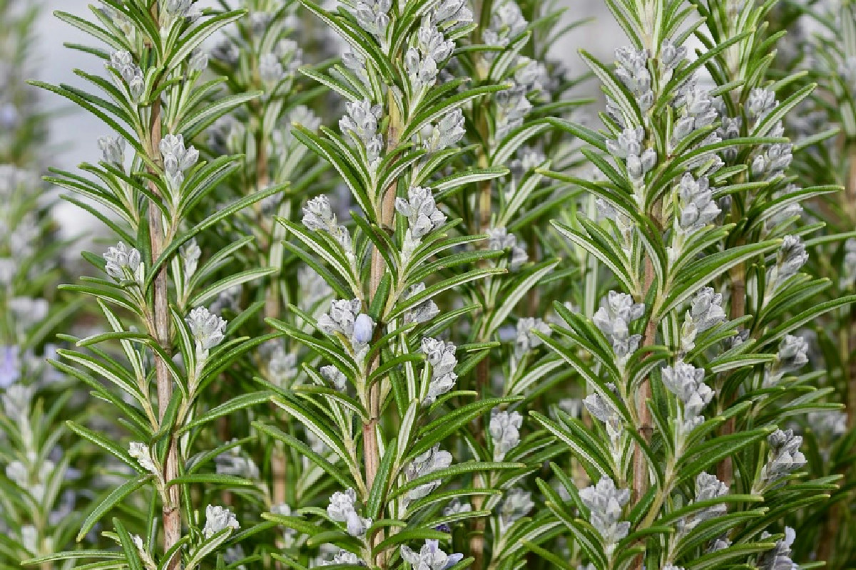 Rosmarino fresco tutto l’anno in casa: la tecnica autentica per mantenerlo sano e rigoglioso