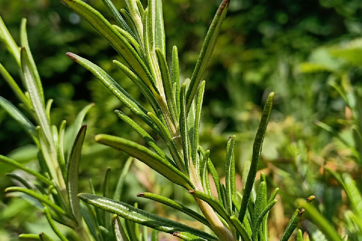 Il segreto per coltivare un rosmarino vigoroso e sempre folto, perfetto tutto l’anno in casa