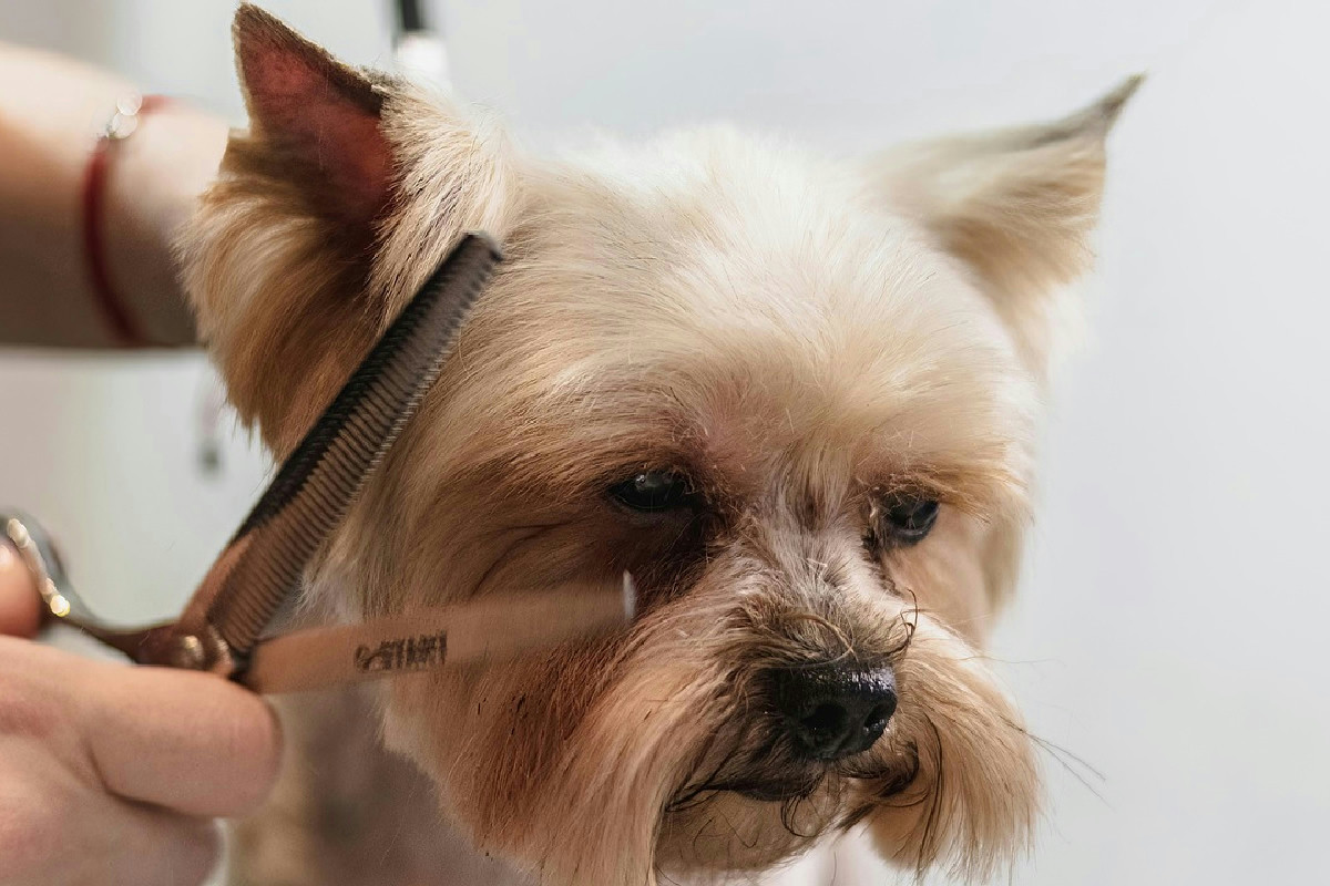 Strategie efficaci per curare il pelo di cani e gatti senza rivolgersi a un professionista